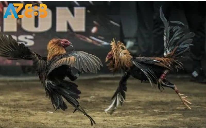 ODIN GAMECOCK phát sóng các trận đấu từ trường gà danh tiếng